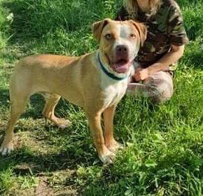 Adoptiehond Diesel