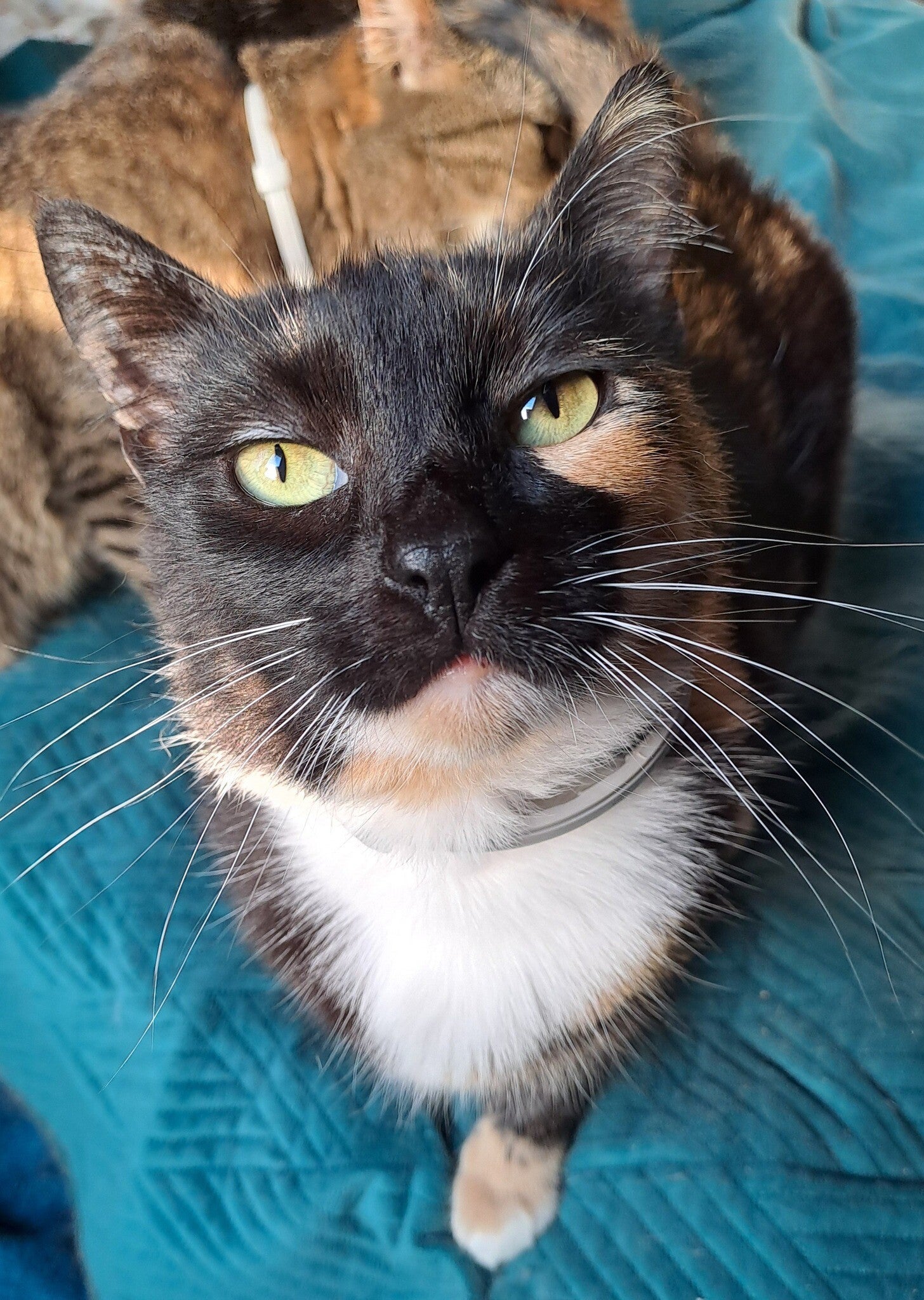 Adoptiekat - Minoush