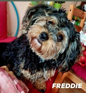 Adoptiehond Freddy
