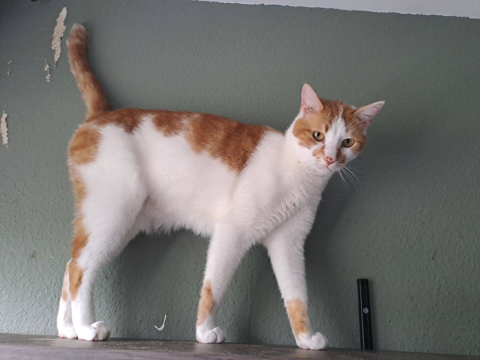 Adoptiekat Eros