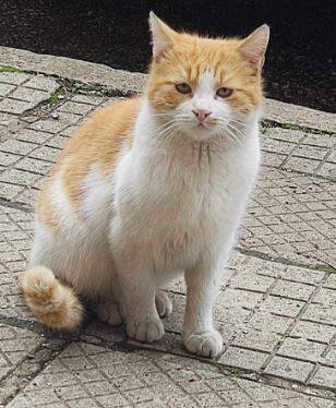 Adoptiekat Milo