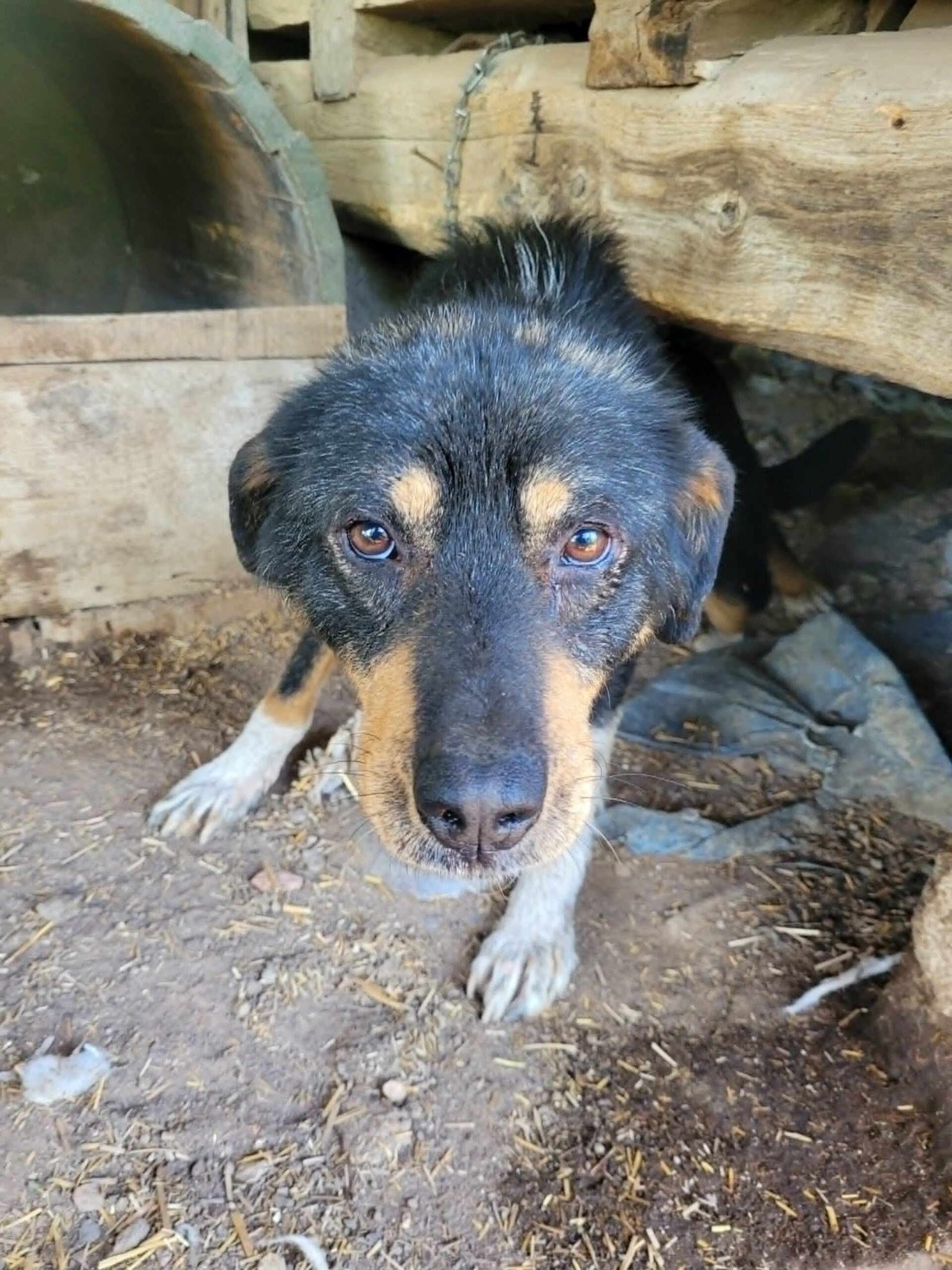 Adoptiehond Izzy