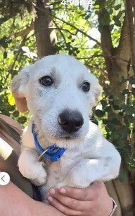 Adoptiehond Matteo