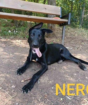 Adoptiehond Nero