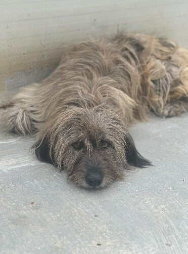 Adoptiehond Sedna