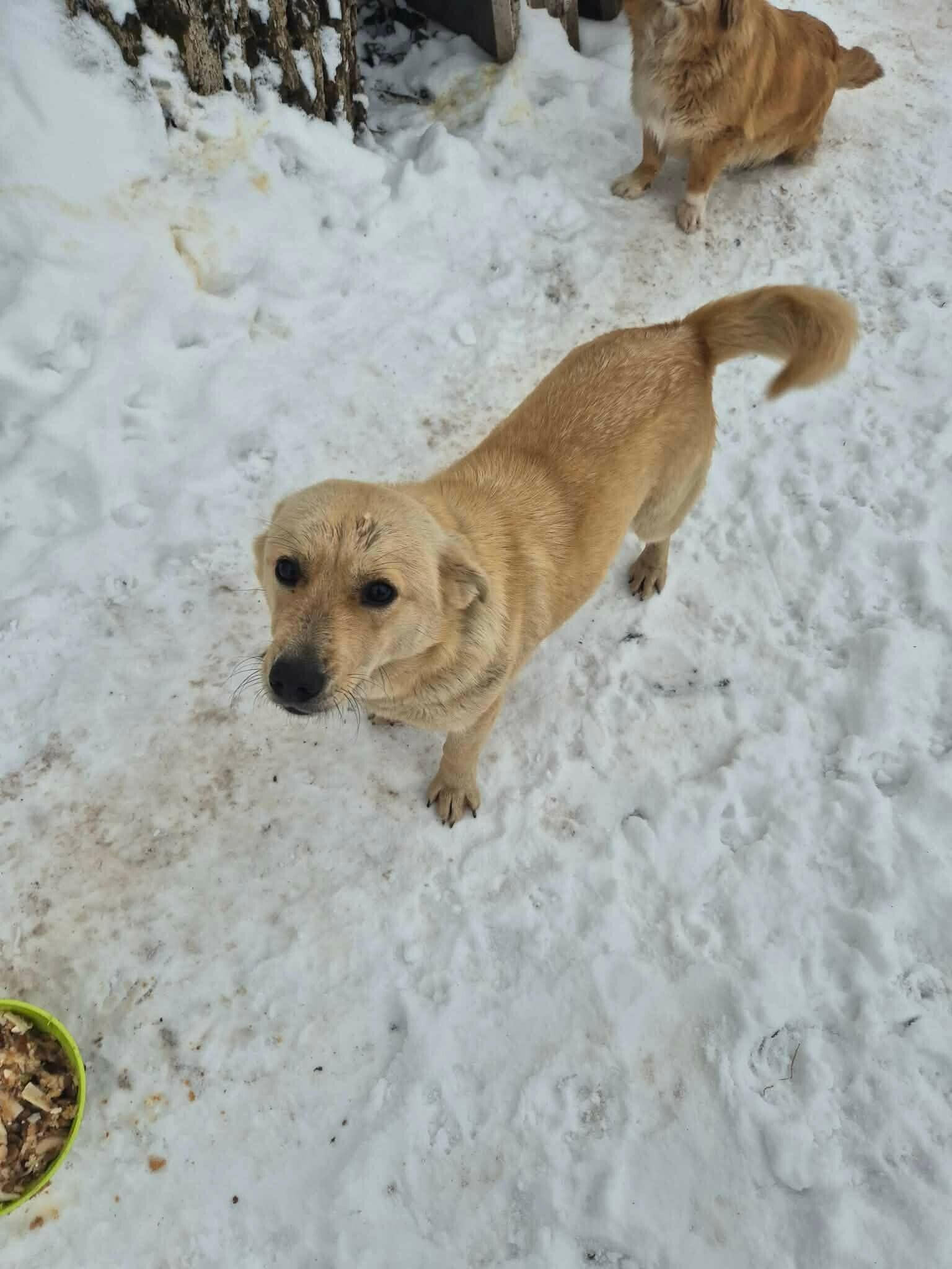 Adoptiehond Bella