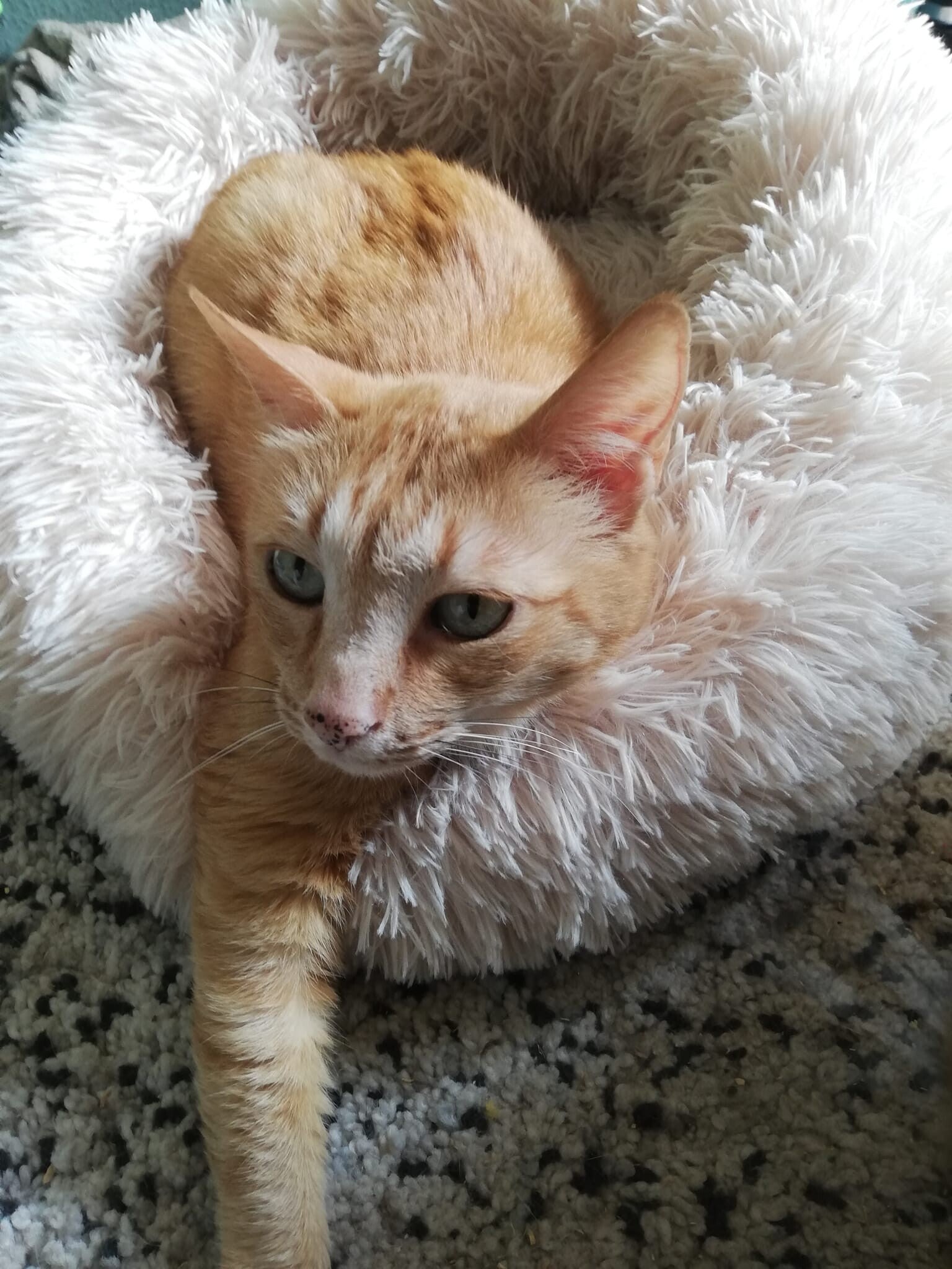 Adoptiekat Mango