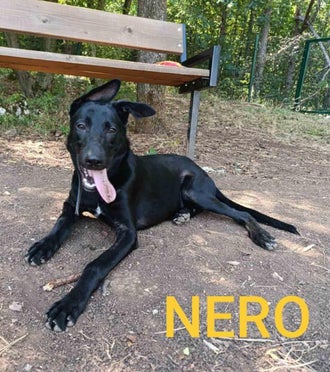 Adoptiehond herder Nero