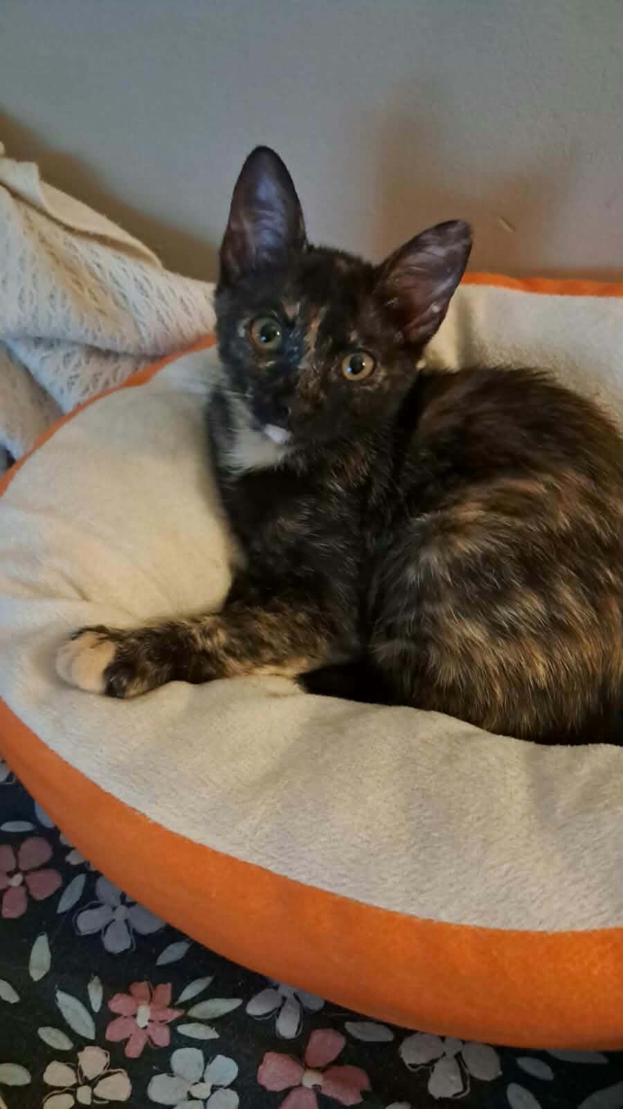 Adoptiekat Miffy