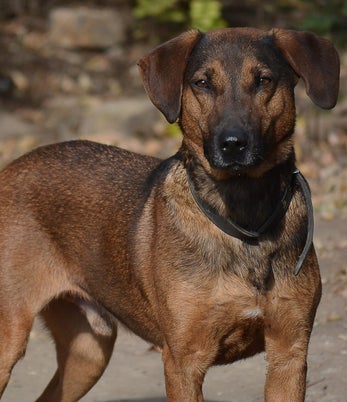 Adoptiehond Jonny