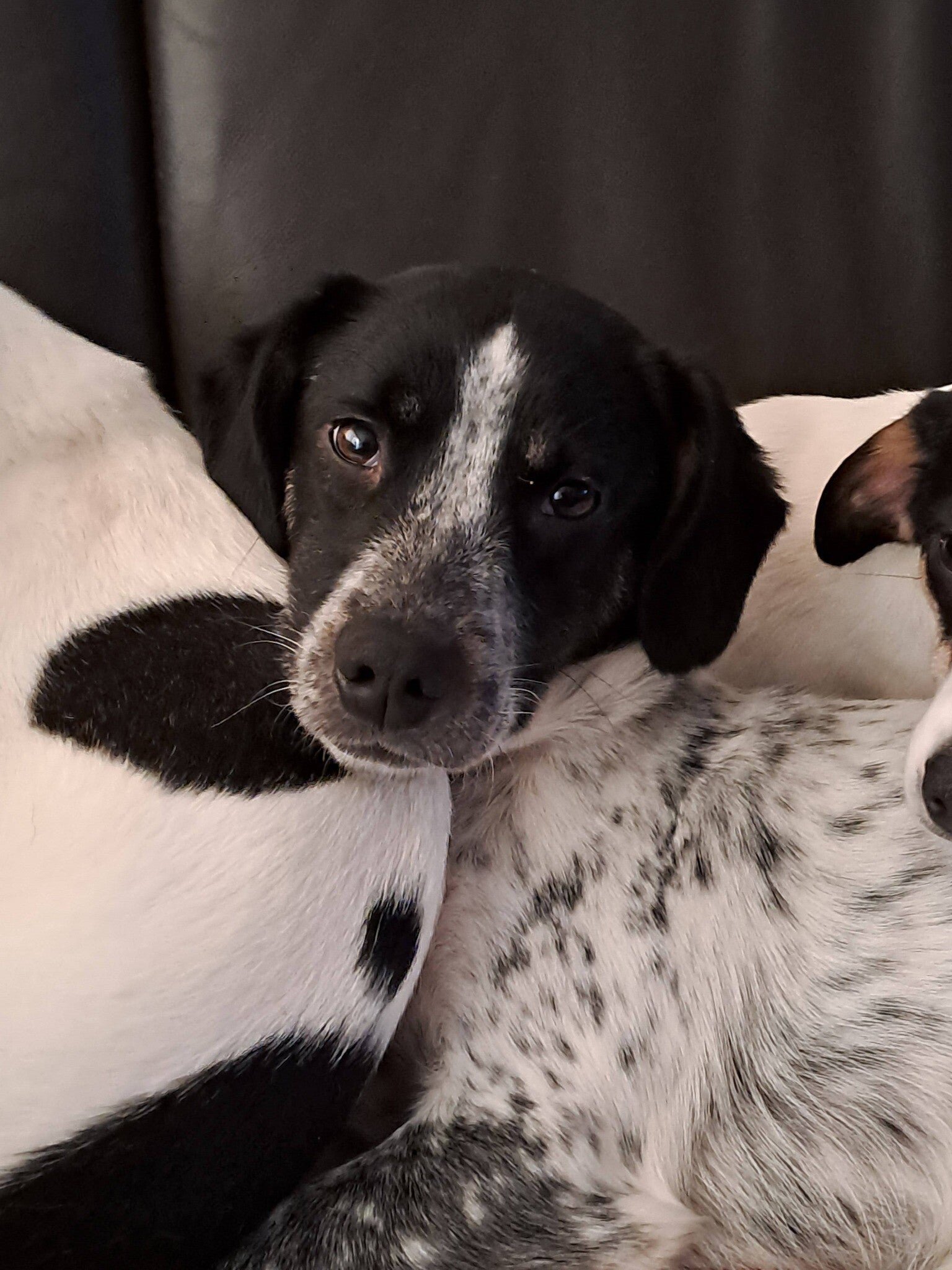 Barry, rescuehond uit Bulgarije