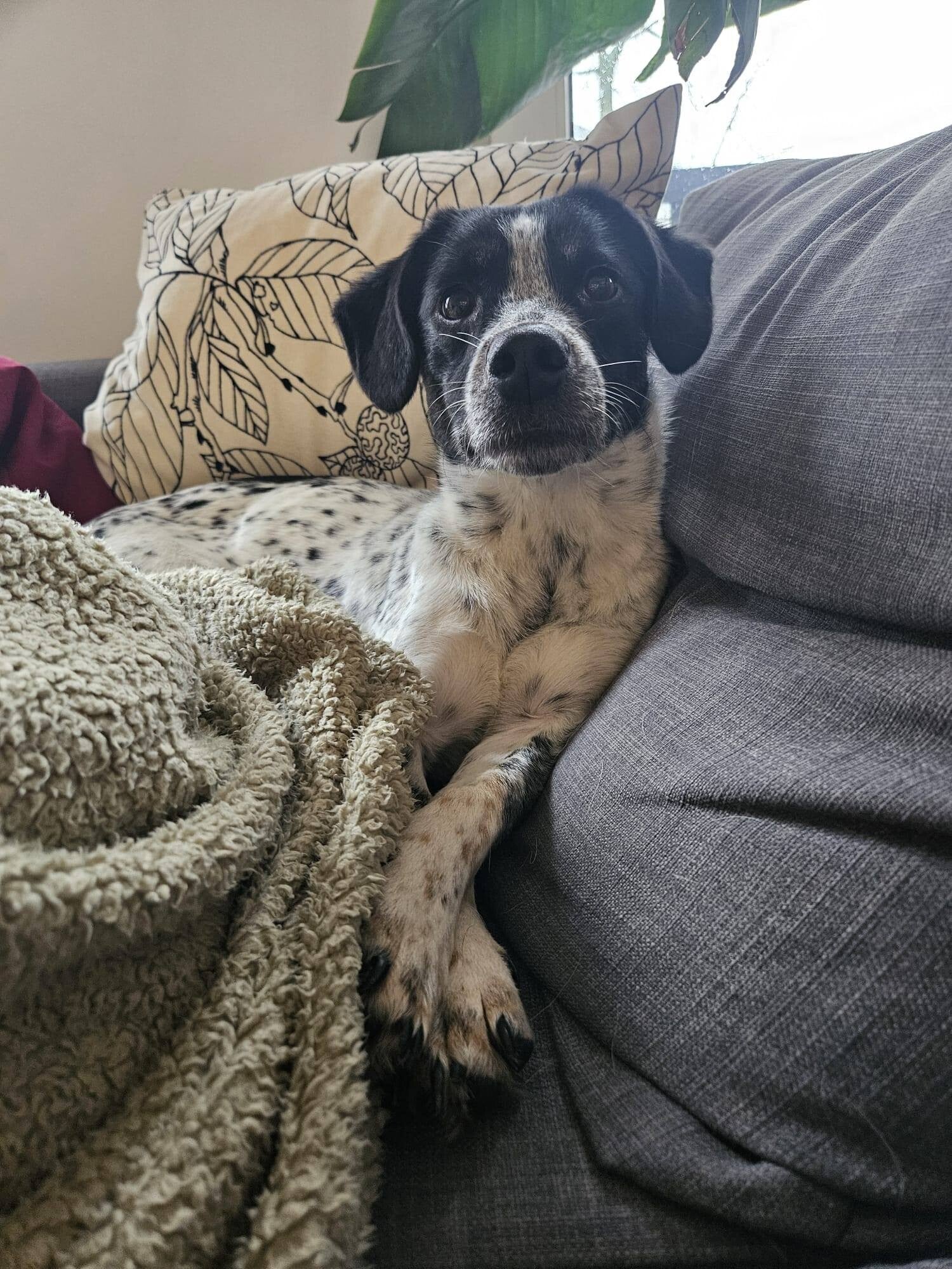 Adoptiehond Barry