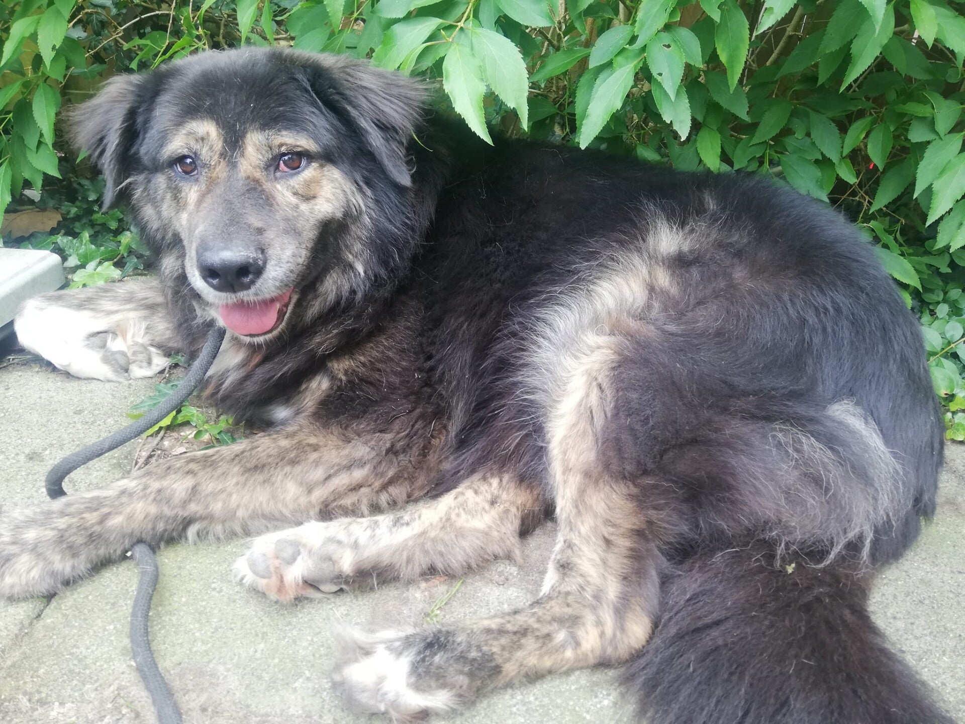 Adoptiehond Dagni