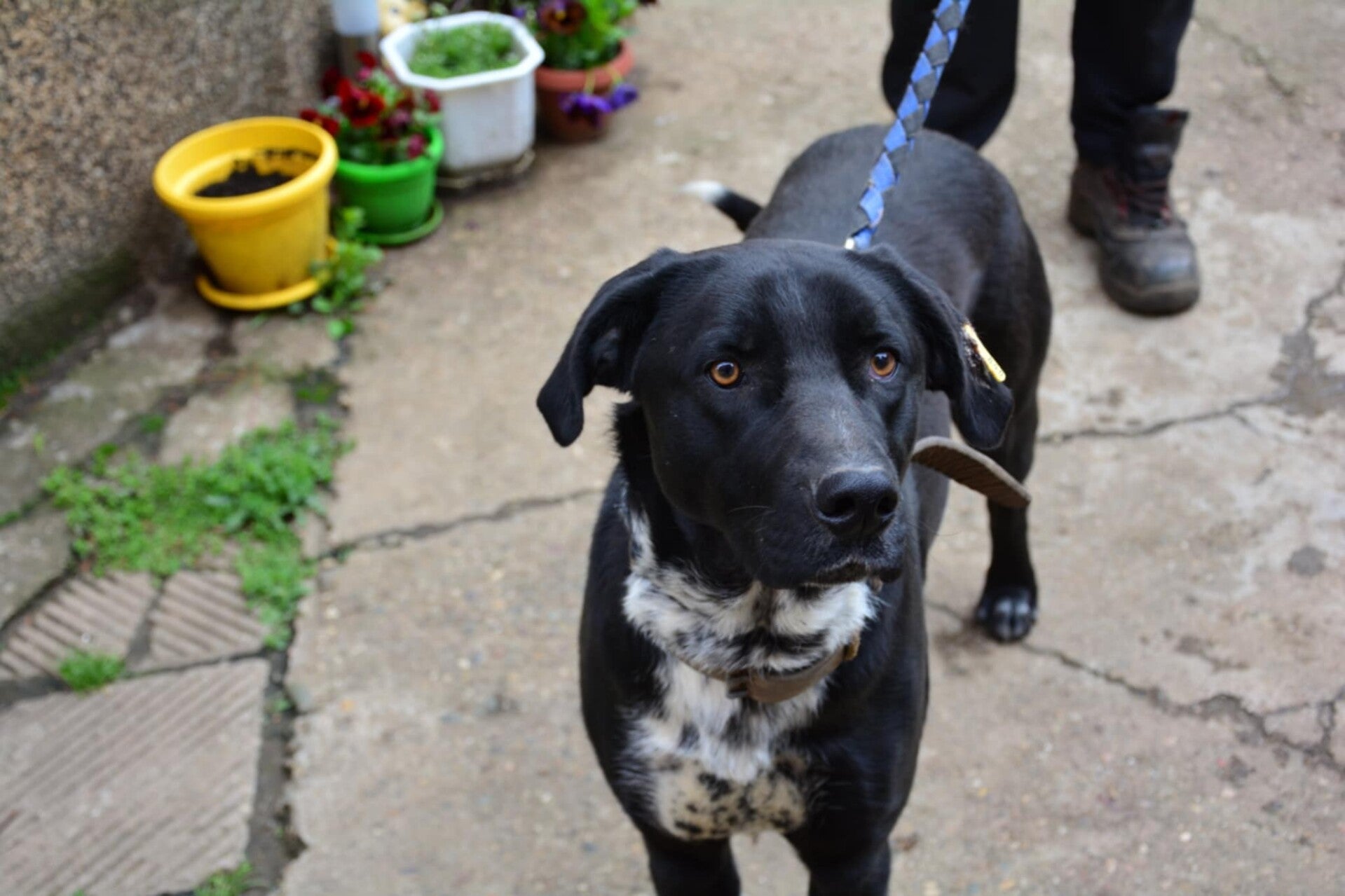 Adoptiehond Rocky