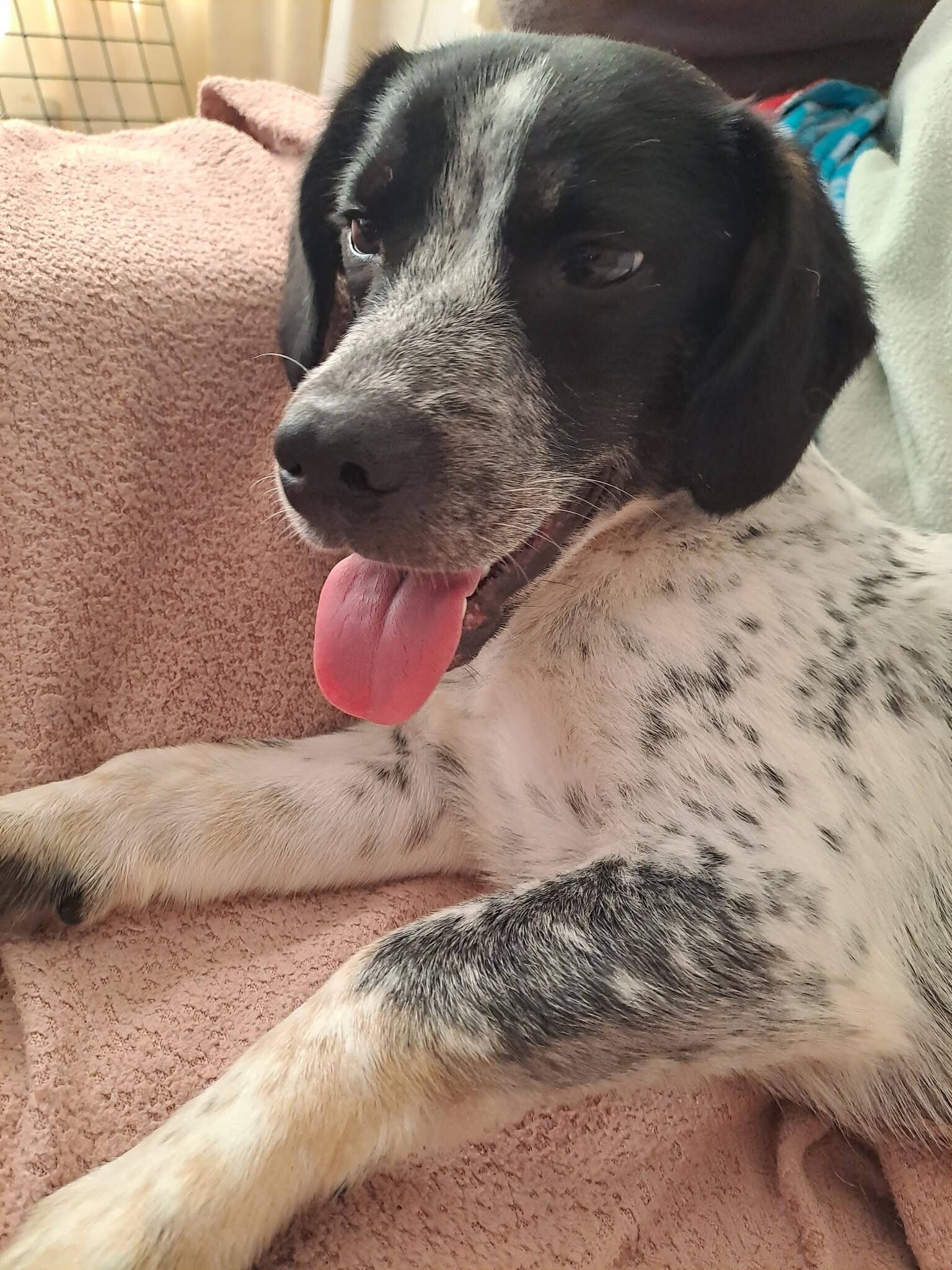 Adoptiehond Barry