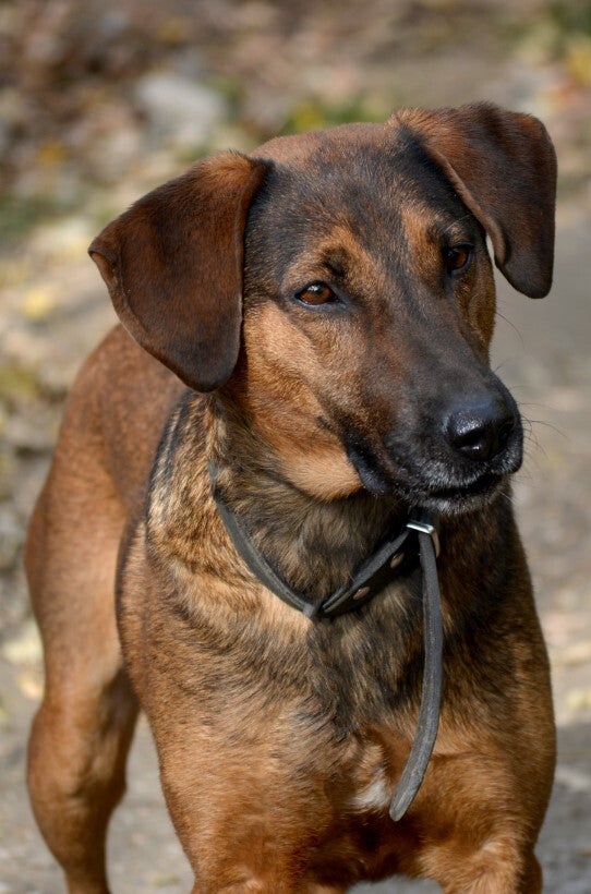 Adoptiehond Jonny