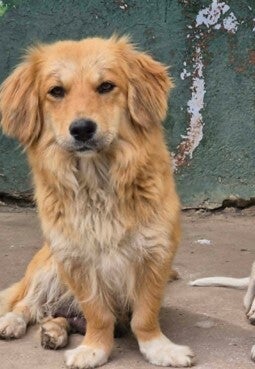 Leya, rescuehond uit Bulgarije