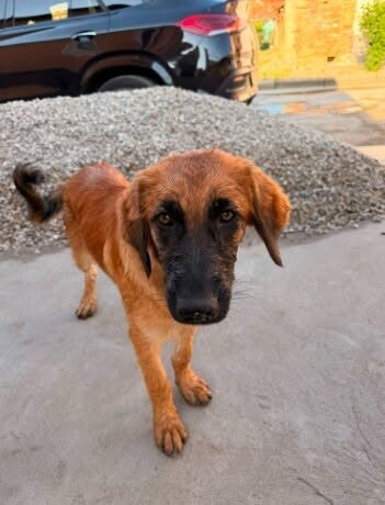 Adoptiehond Luna