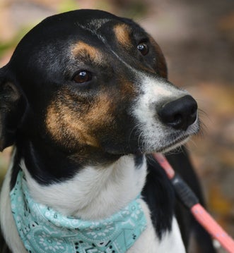 Adoptiehond Joe