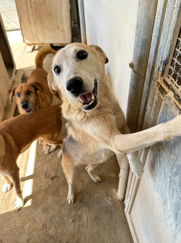 Adoptiehond Perla