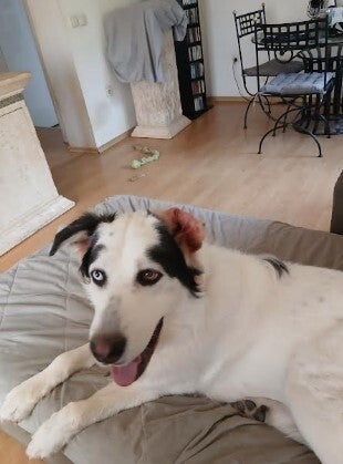Adoptiehond Max