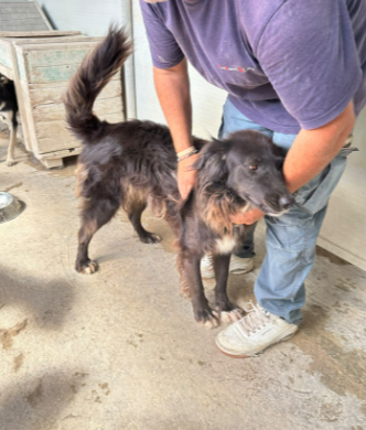 Adoptiehond Vittoria