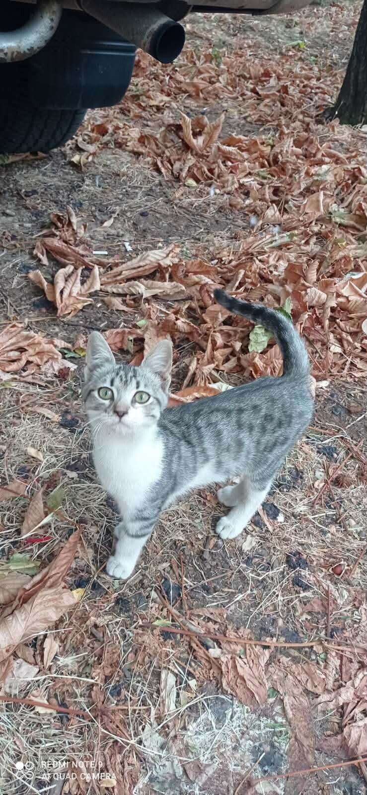 Adoptiekat Millie