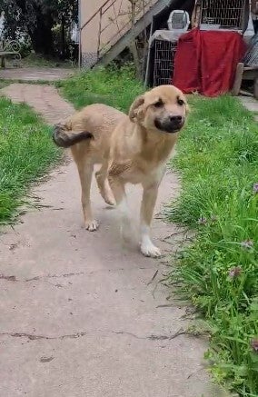 Adoptiehond Chance