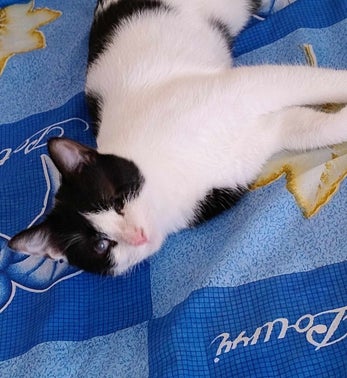 Adoptiekat Leo