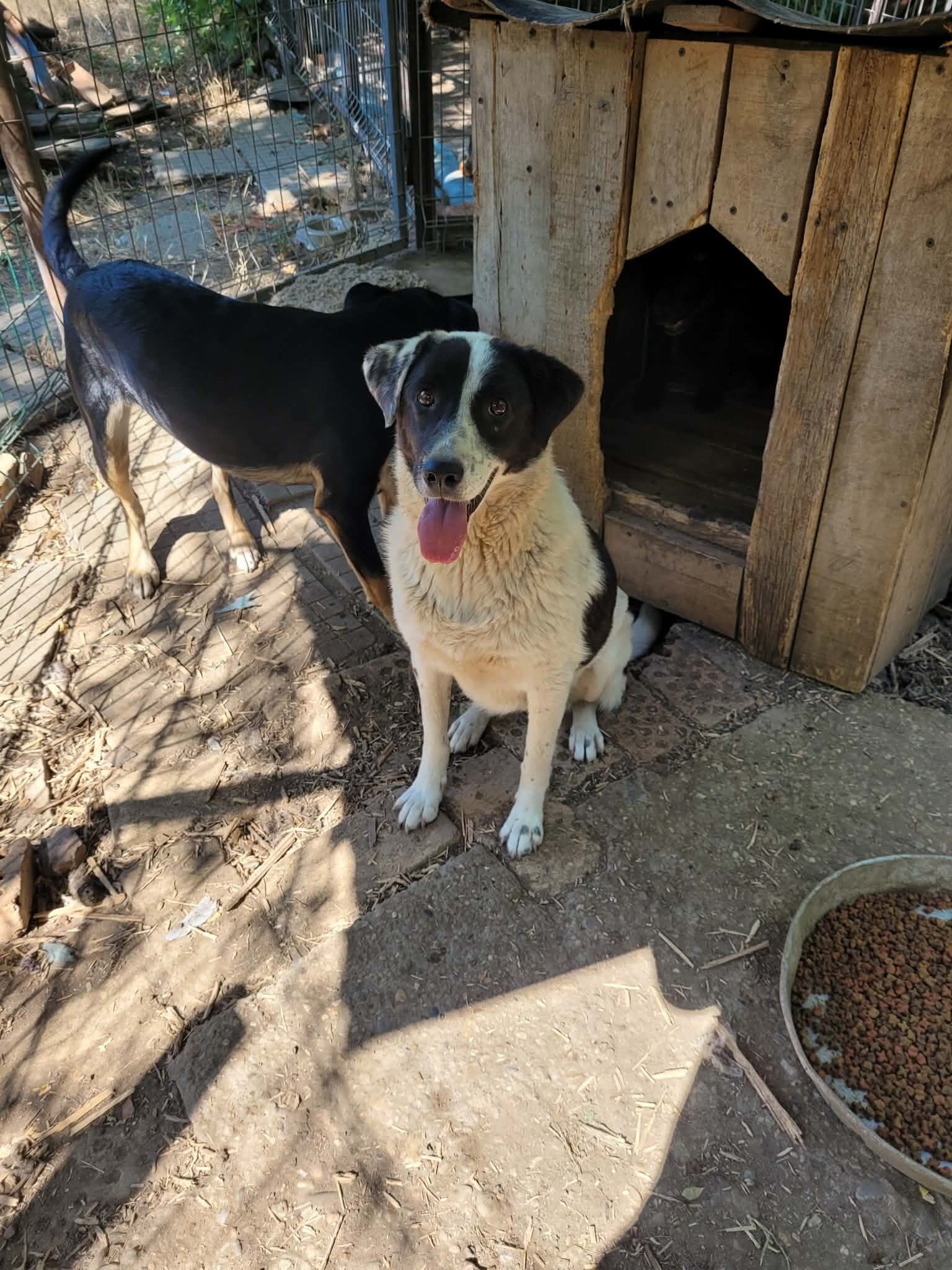Adoptiehond Sadie II