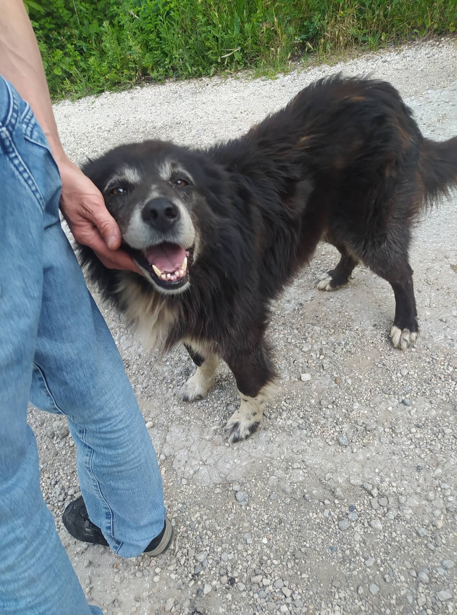Adoptiehond Cody