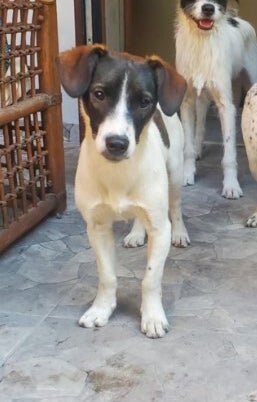 Adoptiehond Julie