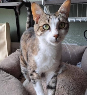 Adoptiekat Tommy