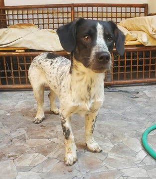 Adoptiehond Barry