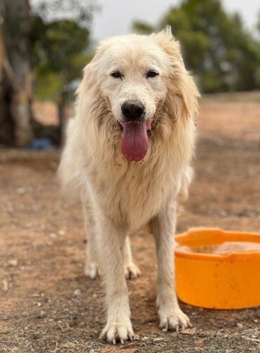 Adoptiehond Sebastienne