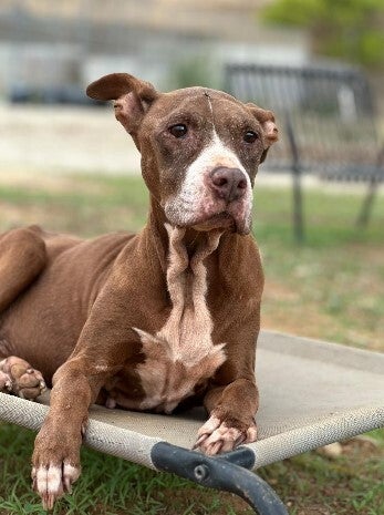 Adoptiehond Zaira