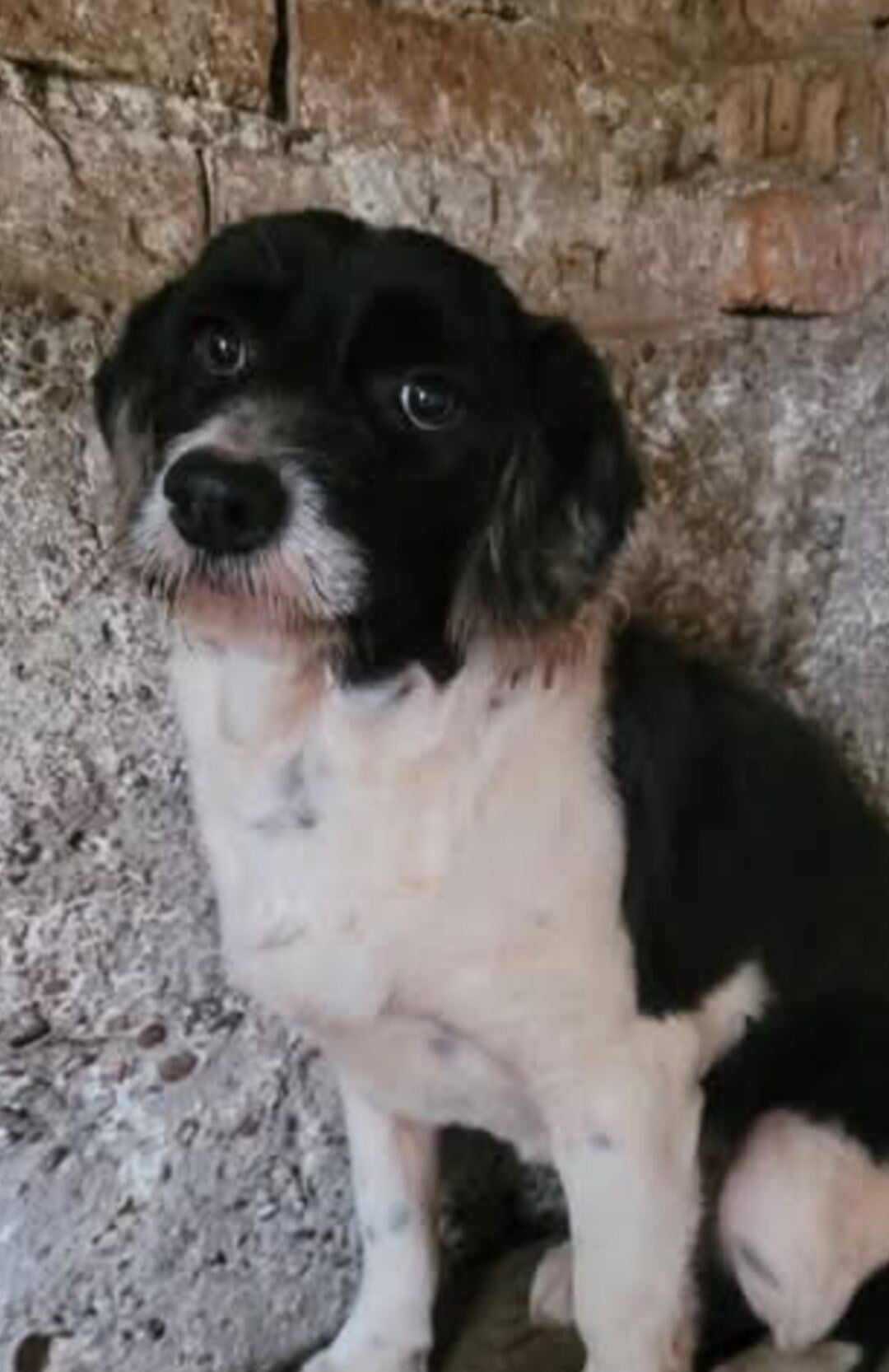 Adoptiehond Poochie
