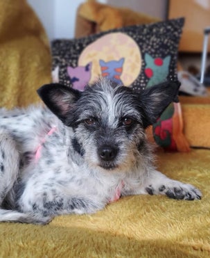 Adoptiehond Mishi