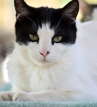 Adoptiekat Joe