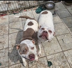 Adoptiehonden koppel Butch & Beauty