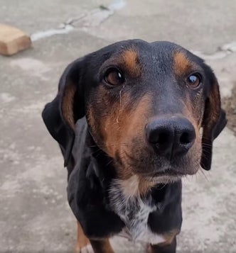 Adoptiehond Jack