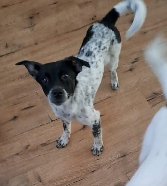 Adoptiehond Zina