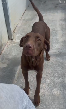 Adoptiehond Alba