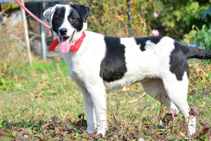 Adoptiehond Sadie