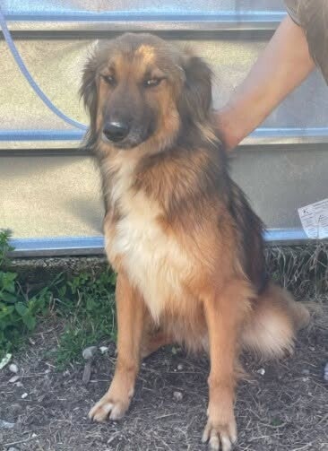 Adoptiehond Zoro