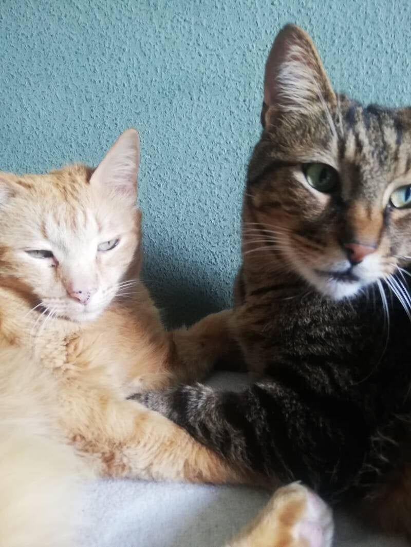 Adoptiekatten Mango & Phoenix