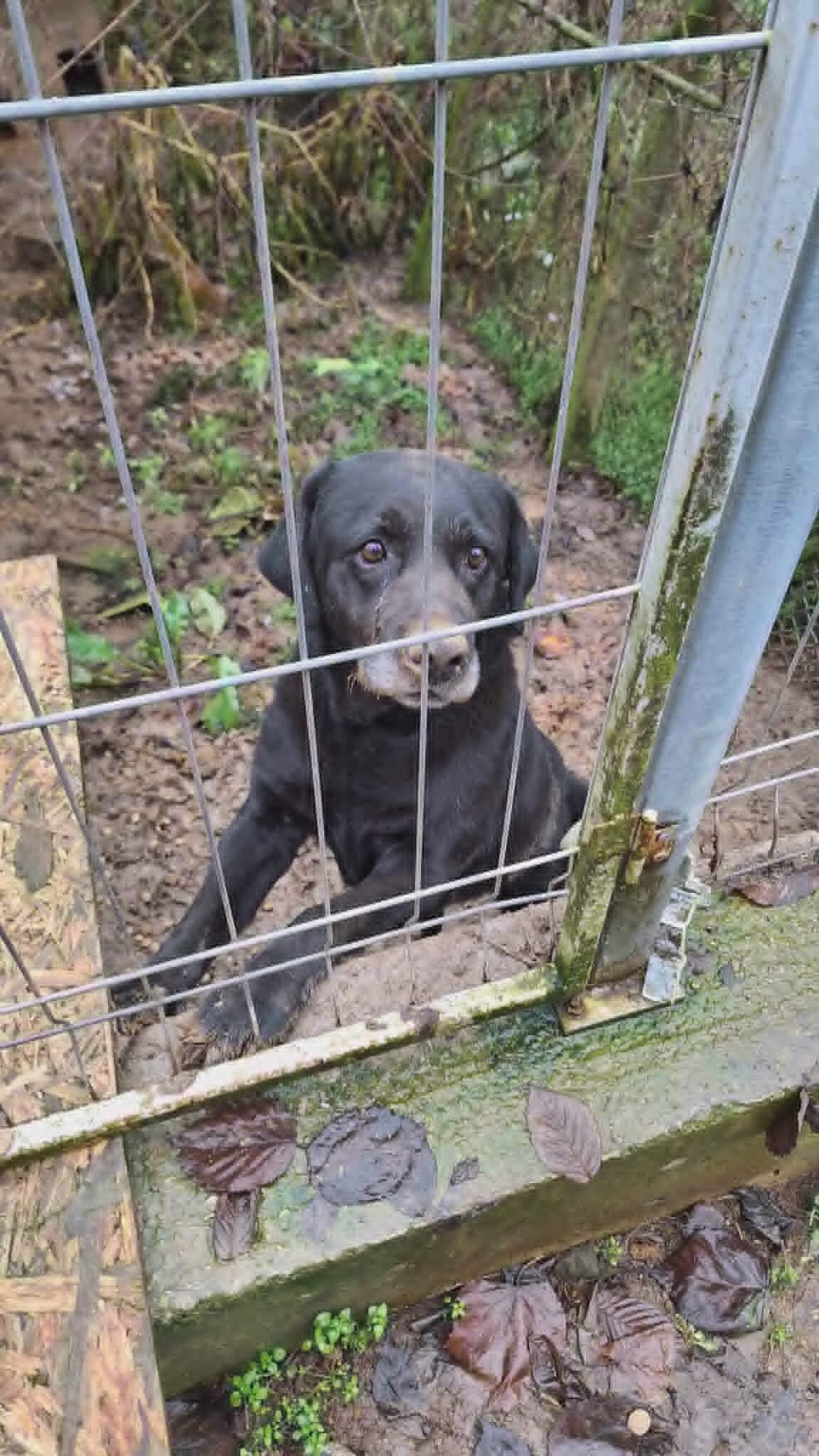 Adoptiehond Dara