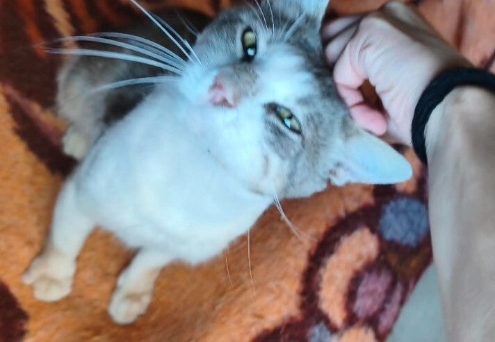 Adoptiekat Max (Pesho)