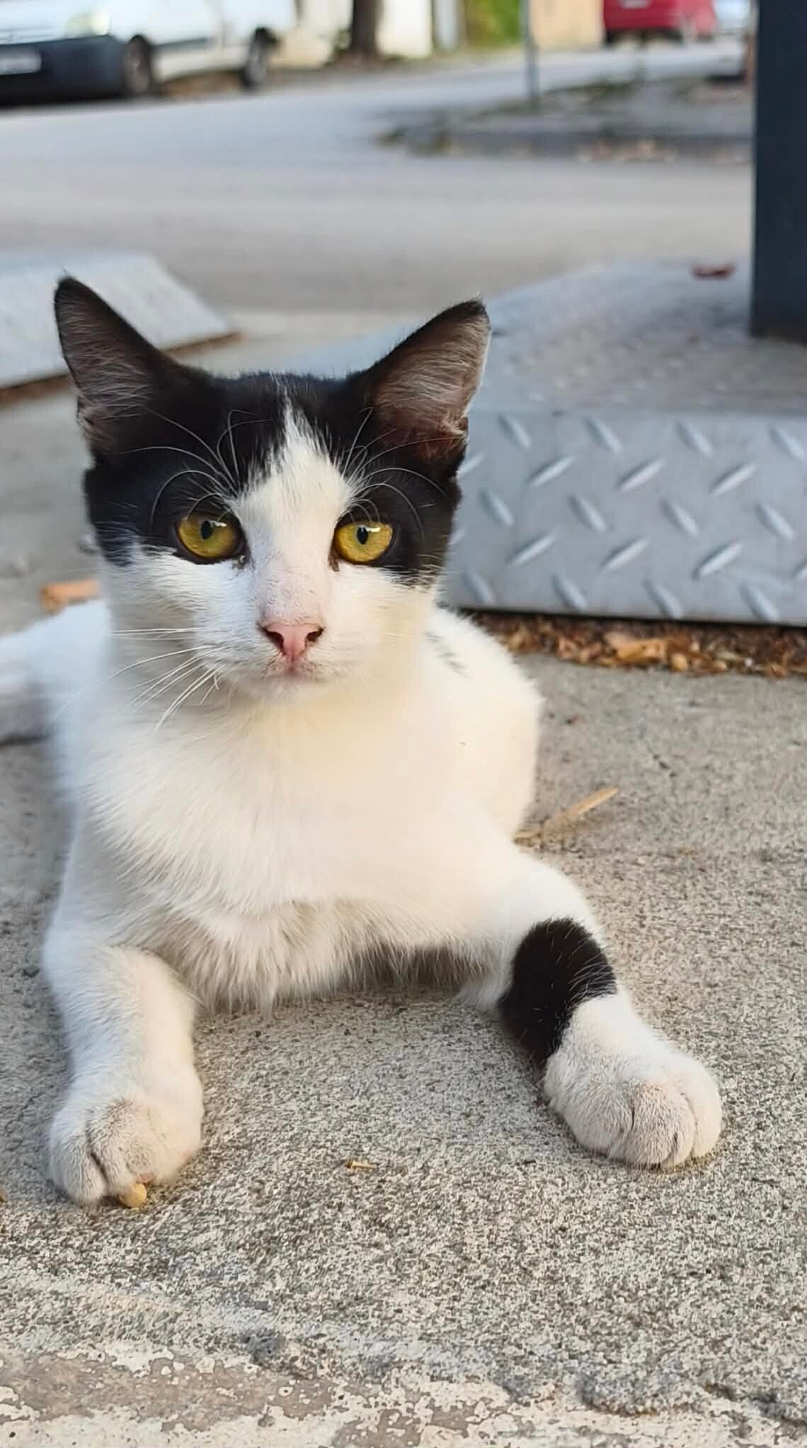 Kat adopteren Ollie