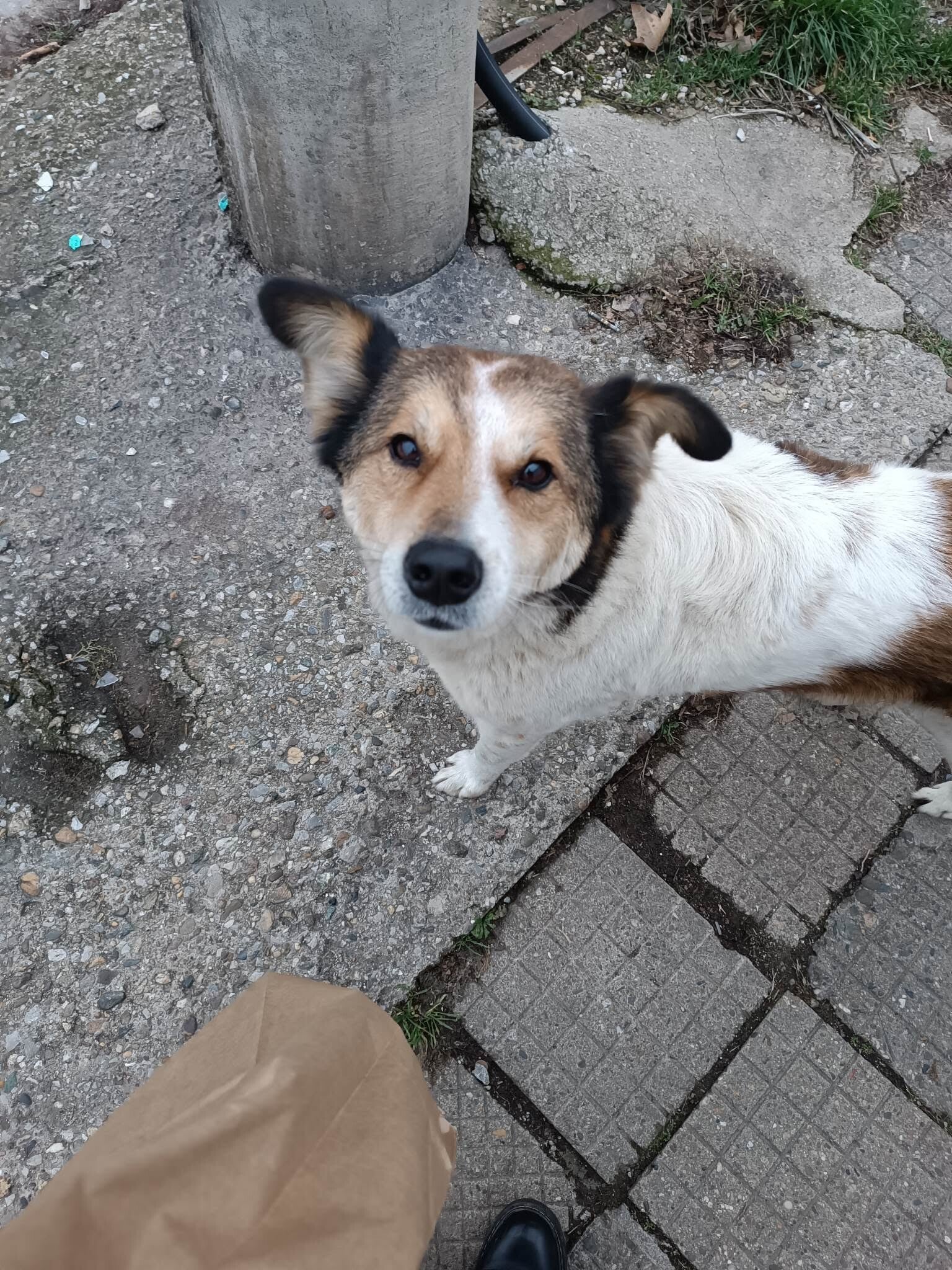 Adoptiehond Dagni